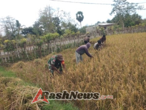 Sukseskan Program Hanpangan, Babinsa Koramil 03/Pahunga Lodu Dampingi Petani Saat Panen