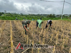 Tanam Jagung Manis, Babinsa Gelgel Sebut Upaya Perkuat Sektor Pertanian Sukseskan Swasembada Nasional