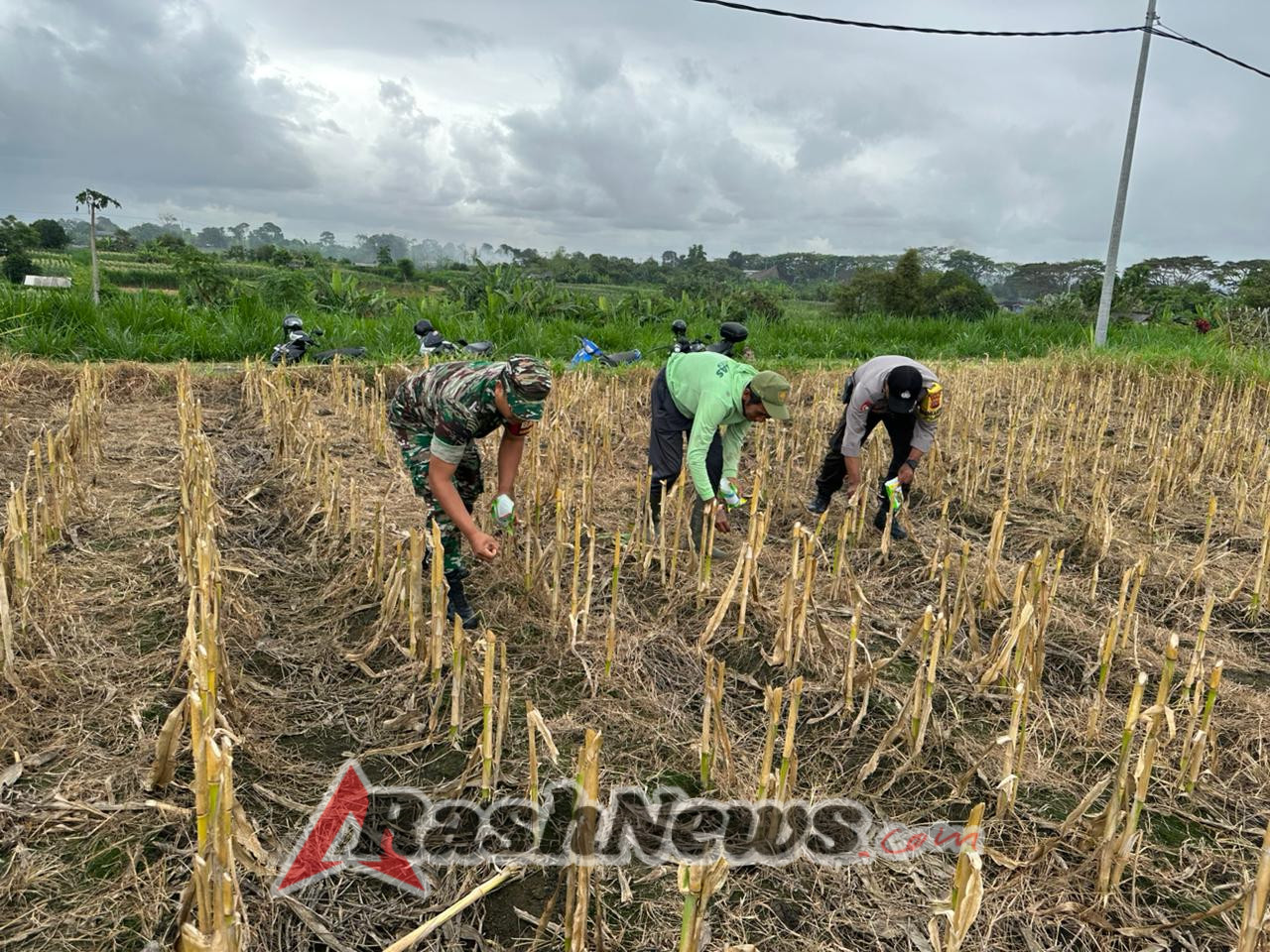Tanam Jagung Manis, Babinsa Gelgel Sebut Upaya Perkuat Sektor Pertanian Sukseskan Swasembada Nasional