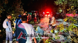 Angin Kencang di Lombok Utara Robohkan Pohon Besar