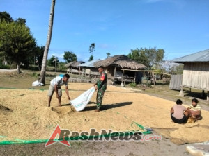 Babinsa Koramil 1601-03 Bantu Petani Tingkatkan Kualitas Gabah