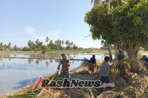 Turun ke Sawah, Babinsa Koramil 1625-05 Dampingi Petani di Kecamatan Aesesa