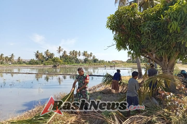 Turun ke Sawah, Babinsa Koramil 1625-05 Dampingi Petani di Kecamatan Aesesa