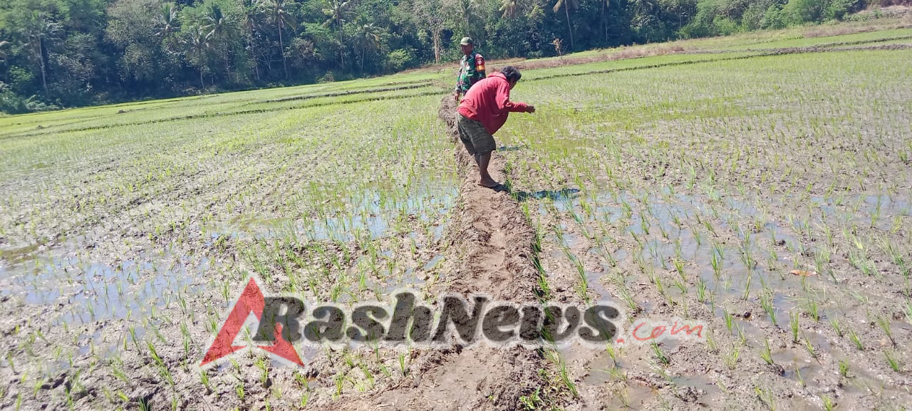 Kodim 1601/Sumba Timur: Babinsa Tabundung Aktif Kawal Ketahanan Pangan Warga
