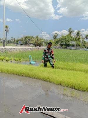 Babinsa Rindi Umalulu Bersama Petani, Turun ke Sawah Cabut Bibit Padi