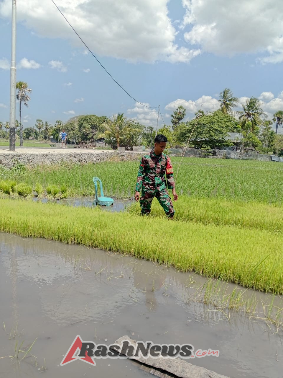 Babinsa Rindi Umalulu Bersama Petani, Turun ke Sawah Cabut Bibit Padi