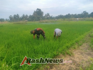 Dukung Ketahanan Pangan, Sertu Muhajir Moka Dampingi Kelompok Tani Te’maeh
