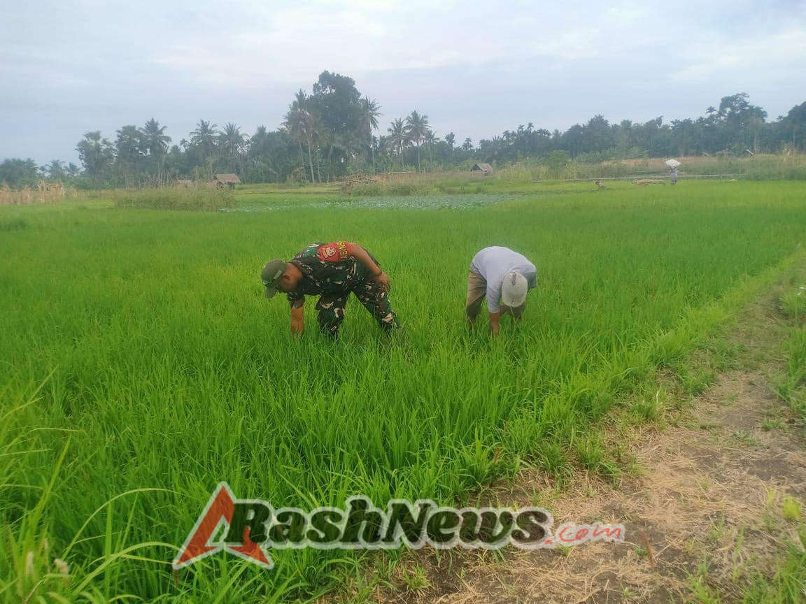Dukung Ketahanan Pangan, Sertu Muhajir Moka Dampingi Kelompok Tani Te’maeh