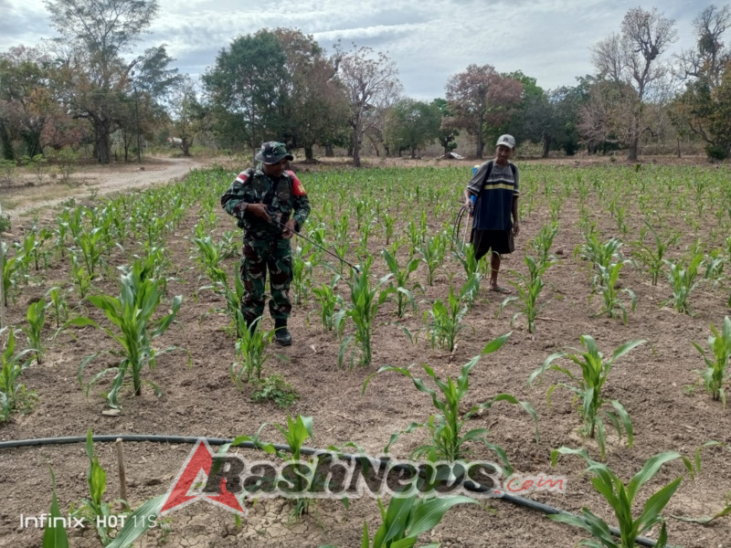 Penyemprotan Hama, Babinsa Umaklaran Dorong Peningkatan Swasembada Pangan