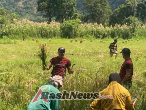 Pos Nunura Bersama Warga Dusun Sakafini Laksanakan Panen Padi di Sawah