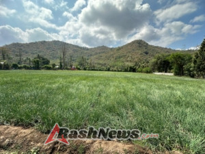 Koramil 1614-02 Kempo Kembangkan Bawang Merah dan Pengeringan Padi