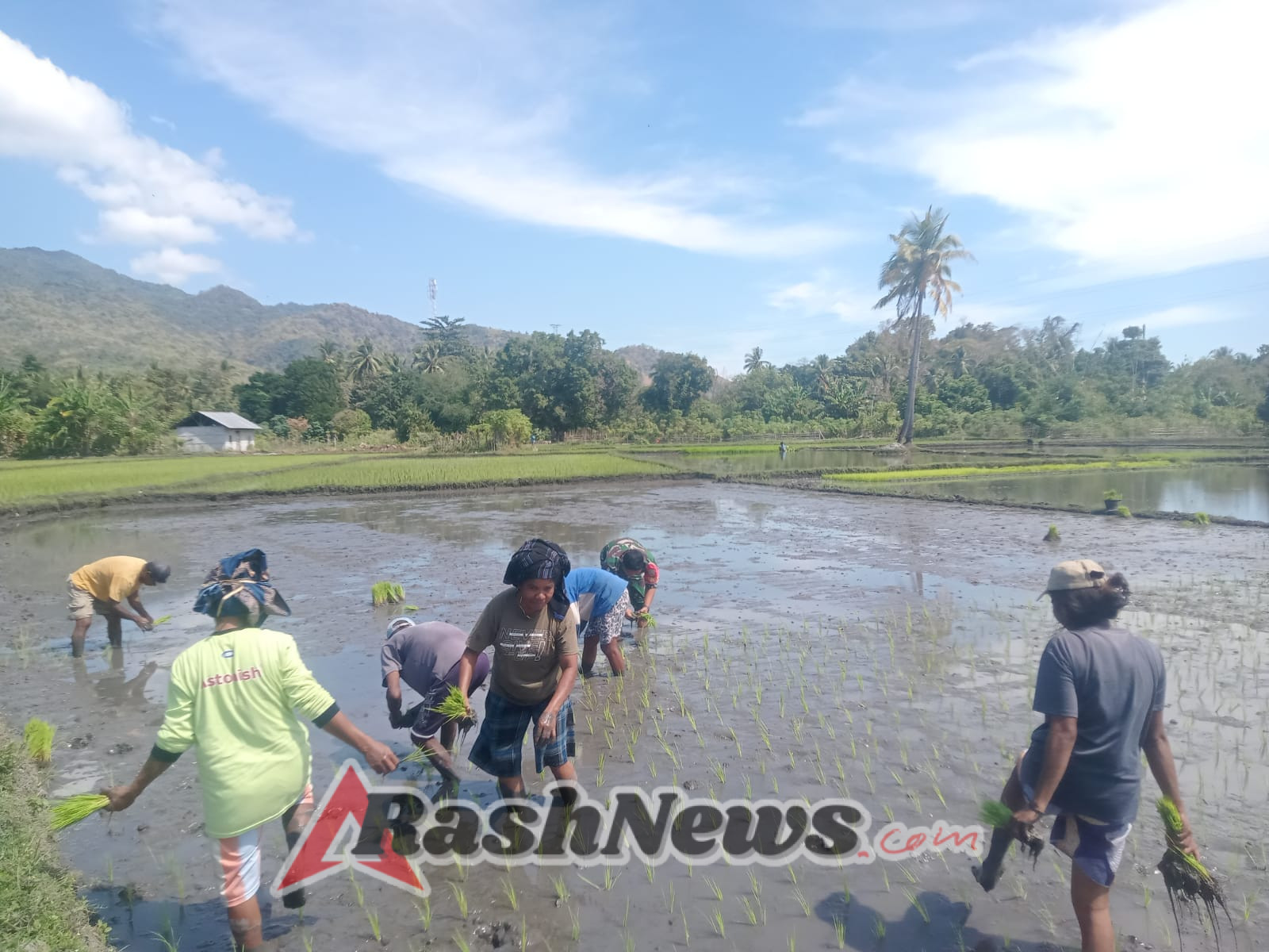 Kodim Ende Turun Langsung Bantu Petani Panen Padi di Kelurahan Watuneso
