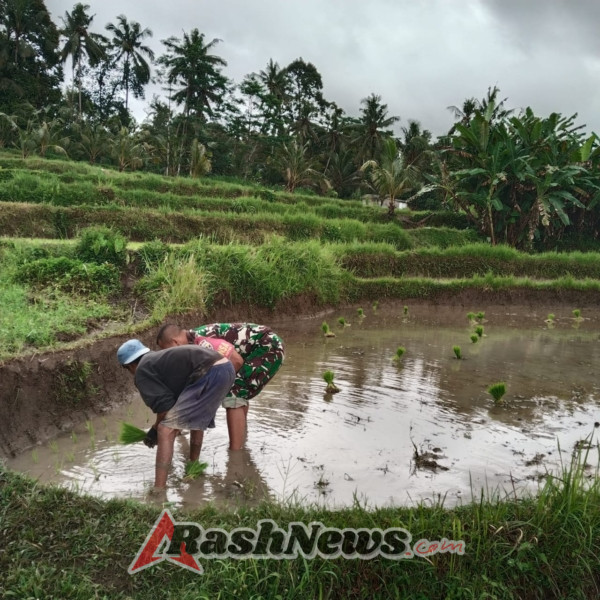 Dukung Ketahanan Pangan, Babinsa Koramil 1626-02/Susut Bantu Petani Tanam Padi