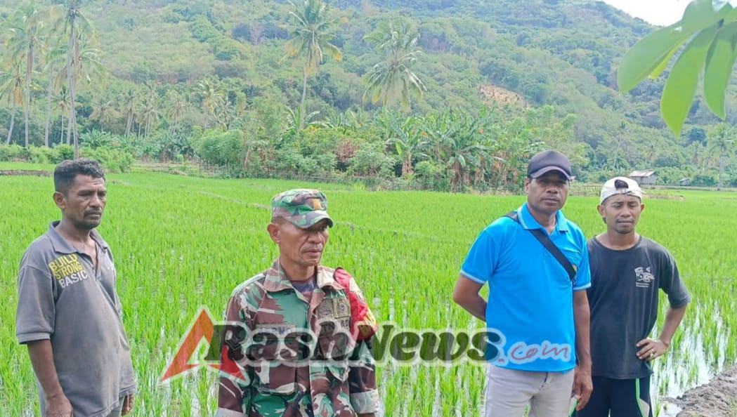 Babinsa Endemaurole Intensifkan Pengawasan Tanaman Padi Sawah Bersama Petani