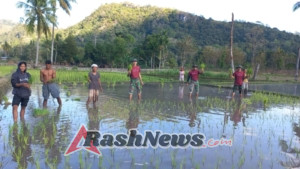 Satgas Pos Maubusa Tanam Padi di Sawah, Bentuk Dukungan Ketahanan Pangan Masyarakat Perbatasan