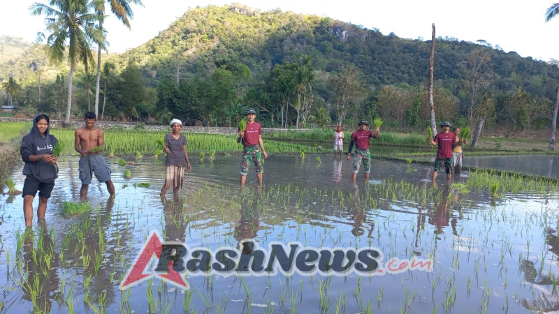 Satgas Pos Maubusa Tanam Padi di Sawah, Bentuk Dukungan Ketahanan Pangan Masyarakat Perbatasan