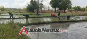 Babinsa Koramil 03/Pahunga Lodu Aktif Dampingi Petani Tanam Padi di Desa Kaliuda