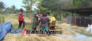 Babinsa Koramil Wolowaru Dampingi Kelompok Tani Wanita Bersama Panen Padi di Lio Timur