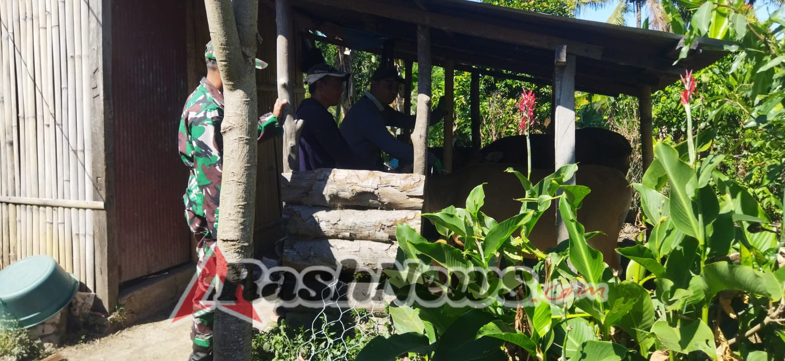 Babinsa Desa Kayuputih Pastikan Vaksinasi PMK Berjalan Aman, Lancar, dan Tertib