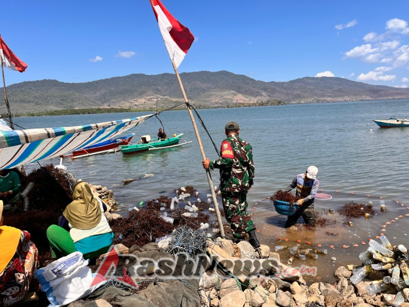 Babinsa Kwangko Bantu Panen Rumput Laut, Dorong Ekonomi Nelayan