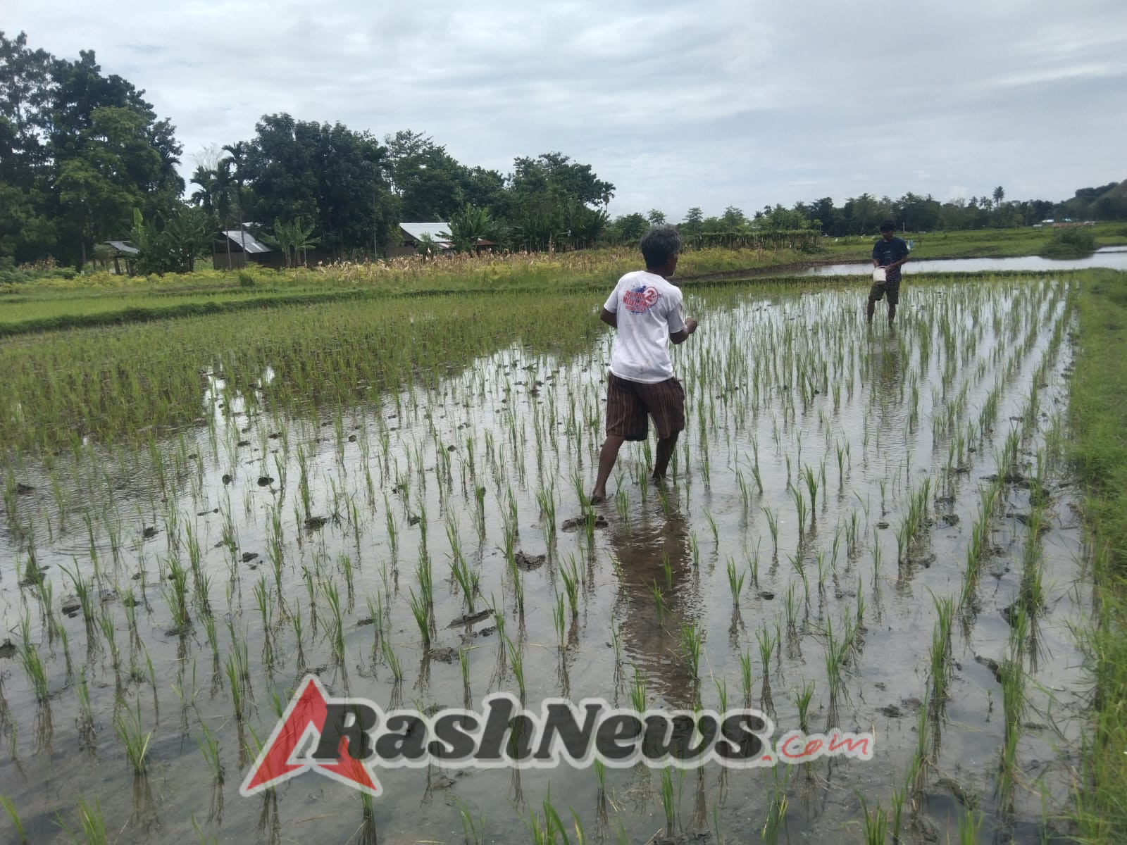 Babinsa Waingapu Aktif Dukung Program Ketahanan Pangan di Kecamatan Kambera