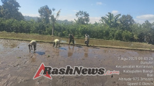 Tingkatkan Produksi Pertanian, Kodim 1626/Bangli Aktif Dampingi Penanaman Padi