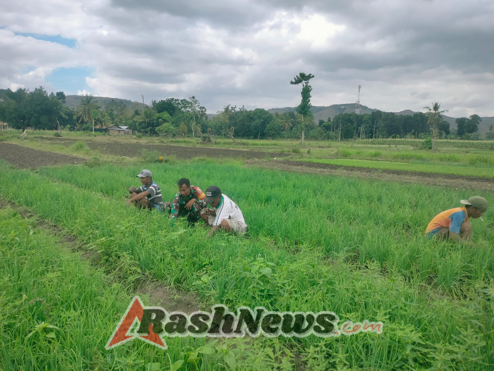 Ketahanan Pangan Prioritas: Babinsa Kambera Aktif di Lahan Pertanian