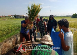 Panen Padi bersama Babinsa dan PPL Pertani Upaya Mendukung Ketahanan Pangan Nasional