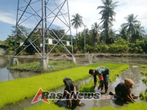 Babinsa Maurole Perkuat Kemanunggalan TNI-Rakyat Lewat Kegiatan Han Pangan