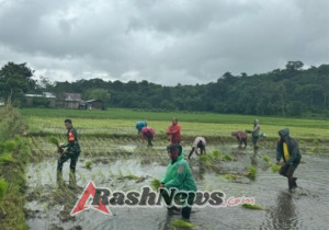 Perkuat Swasembada Pangan, Babinsa Lewa Turun Langsung Dampingi Petani