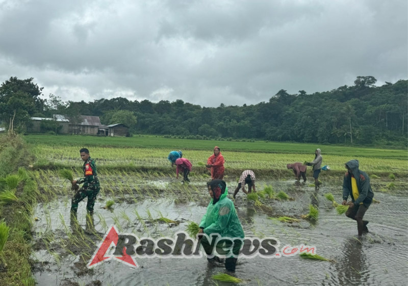 Perkuat Swasembada Pangan, Babinsa Lewa Turun Langsung Dampingi Petani