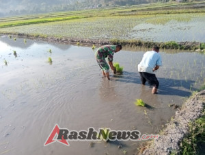 Sinergi Babinsa dan Masyarakat Desa Maurole Tingkatkan Produktivitas Pertanian di Ende