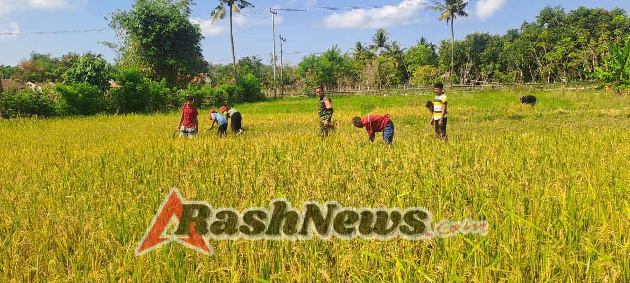 TNI Hadir untuk Rakyat, Babinsa Karera Gotong Royong di Lahan Padi