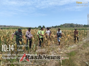 Forkopimcam Sulamu Bersama TNI-Polri Hadiri Panen Perdana
