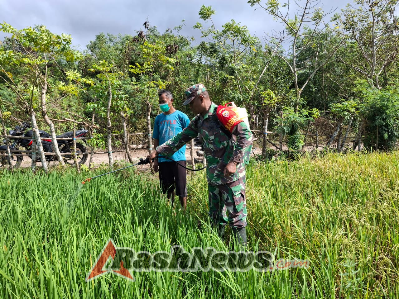 Babinsa dan Petani Bersinergi Tangani Serangan Hama di Kecamatan Wulla Waijelu