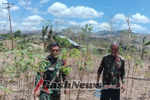 Dukung Ketahanan Pangan Keluarga, Babinsa Koramil Halilulik Bantu Warga Panen Singkong