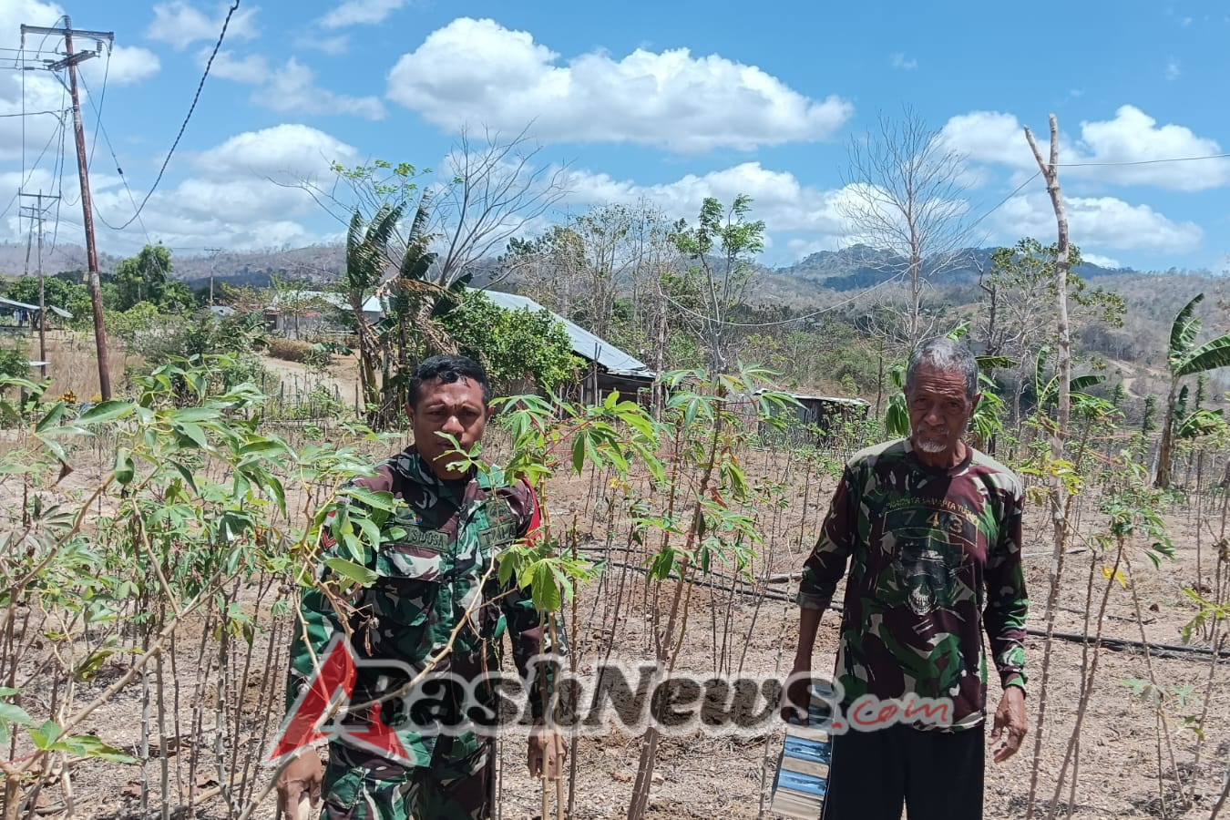 Dukung Ketahanan Pangan Keluarga, Babinsa Koramil Halilulik Bantu Warga Panen Singkong