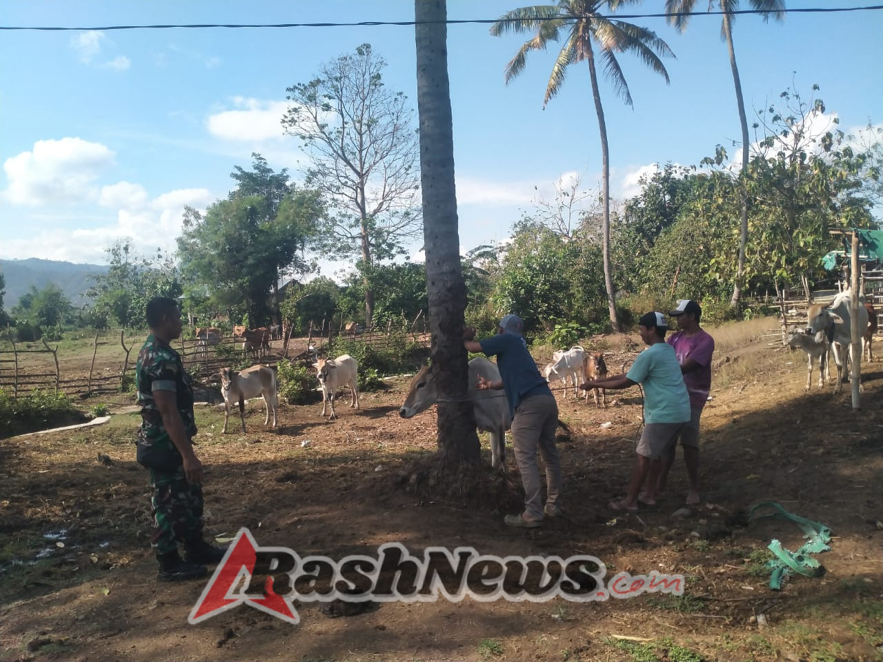 Babinsa Dorong Peternak Rutin Vaksinasi Sapi