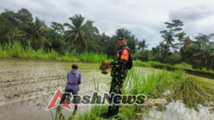 Perkuat Ketahanan Pangan, Babinsa Bunutin Bersama Petani Tanam Padi Inpari 32