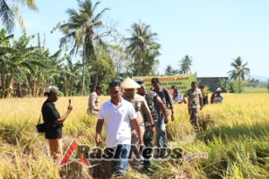 Dandim Kupang Apresiasi Petani Sehati Saat Panen Perdana