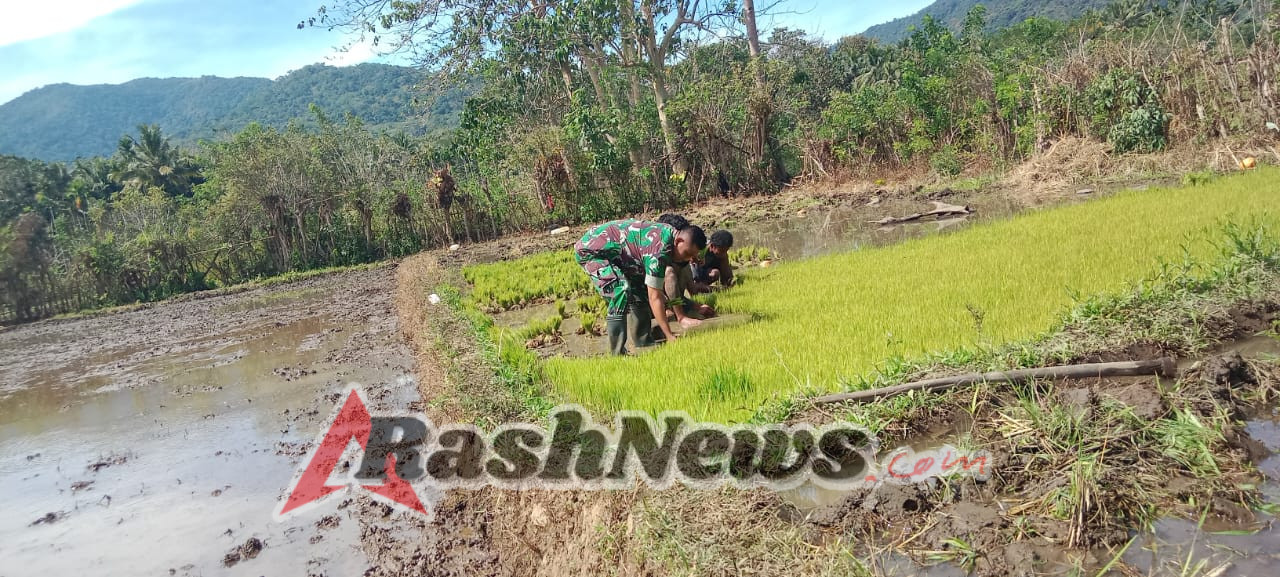 Babinsa Koramil 04/Tabundung Kodim 1601/Sumba Timur Bantu Warga di Lahan Sawah