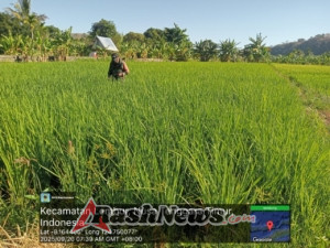 Sinergi TNI dan Petani: Babinsa Turun ke Sawah Bantu Pembersihan Gulma