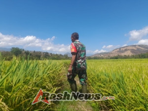 Cegah Hama dan Dukung Produksi Padi, Babinsa Koramil 1602-04 Terjun Langsung ke Sawah