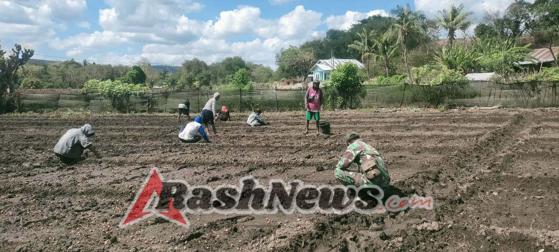 Sertu Darusman Aktif Bantu Petani Bawang Merah di Kecamatan Kambera