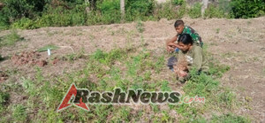 Sinergi Babinsa Raenyale dan Warga Desa Panen Bawang