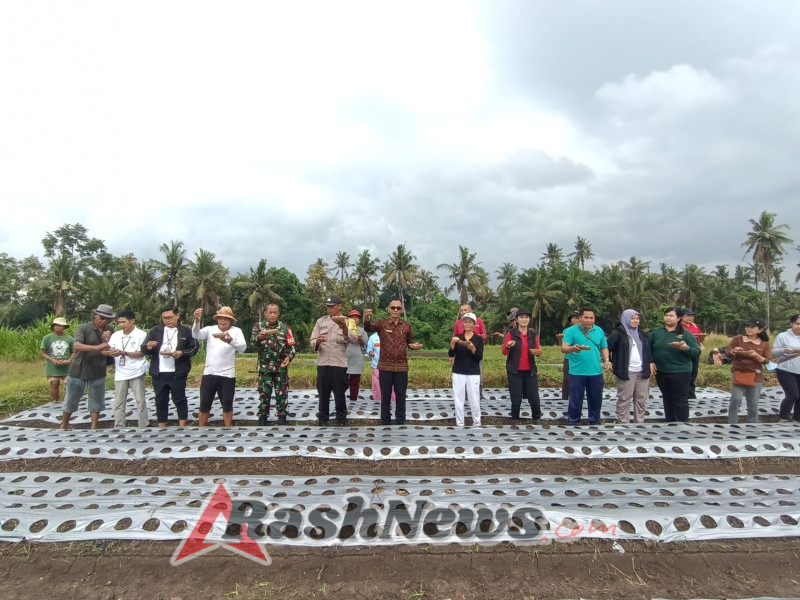 Dukung Kesejahteraan Petani, Babinsa Turun Langsung Tanam Bawang Merah di Lahan 2,5 Hektar