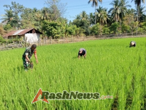 Babinsa Koramil Maurole Bersama Kelompok Tani Dara Muda Bersihkan Rumput Padi di Desa Maurole