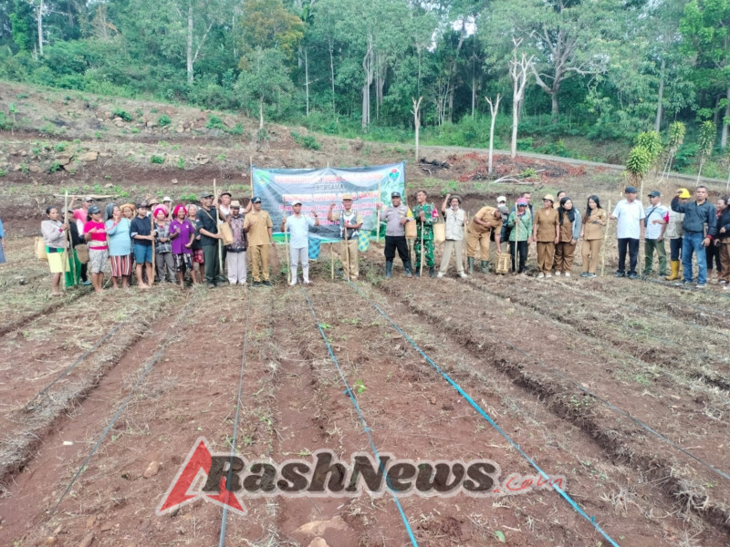 Penanaman Jagung Hibrida di Golo Damu, Wujud Nyata Dukungan Babinsa Koramil 1630-02/Lembor pada Program Ketahanan Pangan