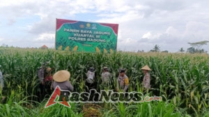 Wujudkan Ketahanan Pangan, Polsek Abiansemal Dampingi Warga Panen Raya Jagung