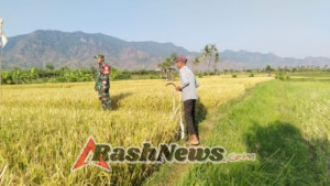 Bainsa Tukadsumaga Dampingi Petani Tingkatkan Ketahanan Pangan, Panen Padi Varietas Ciherang Siap Saji!